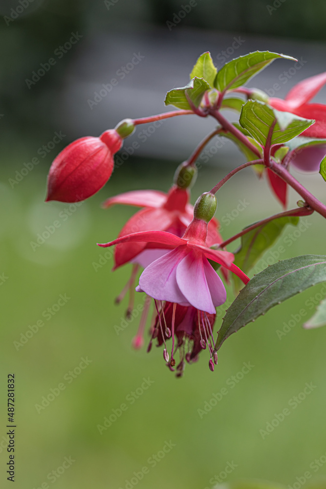 beautiful filled purple and red hummingbird fuchsia in the garden close up of pink and white fuchsias in bloom. Macro detail flower photo. Close bloom. beautiful filled purple and red hummingbird fuchsia in the garden close up of pink and white fuchsias in bloom. Macro detail flower photo. Close bloom.