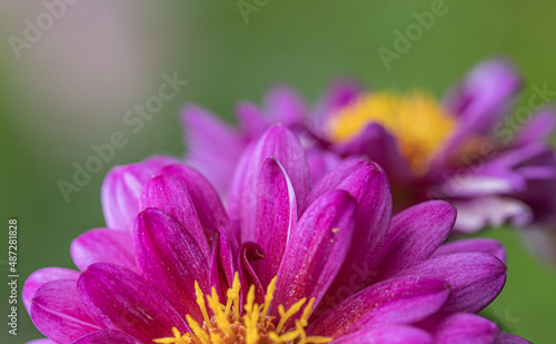 Selective focus of purple pink flower in the garden  Dahlia family Asteraceae  It is species of the genus and is widely cultivated  Nature floral background. Isolated single pink flower. Detail macro 