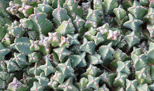 Cactus (euphorbia resinifera) with prickly thorns as found in nature photo