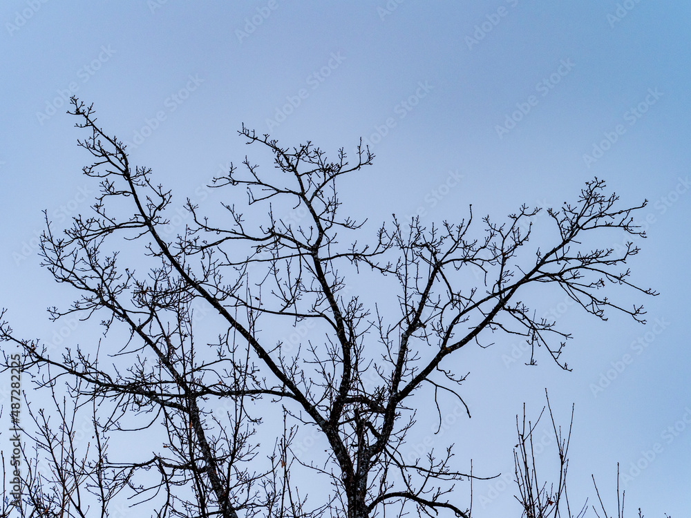 Fototapeta premium Bare tree branches on a teal blue sky background