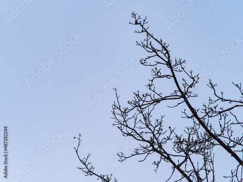 Bare tree branches on a teal blue sky background