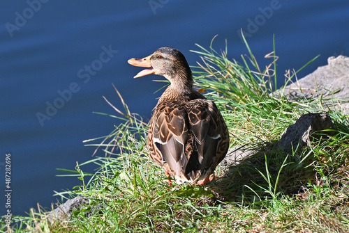 Φωτογραφία Duck near lake