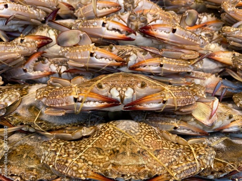 horse crab in the market.