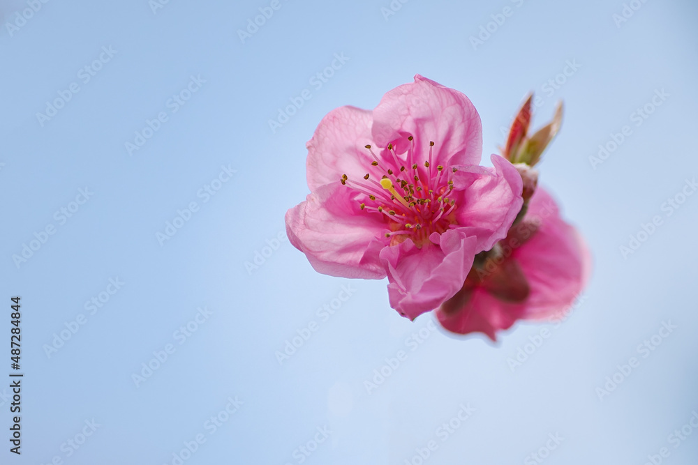 Pink Peach Flowers Blooming on Peach Tree Pink Peach Flowers Blooming on Peach Tree