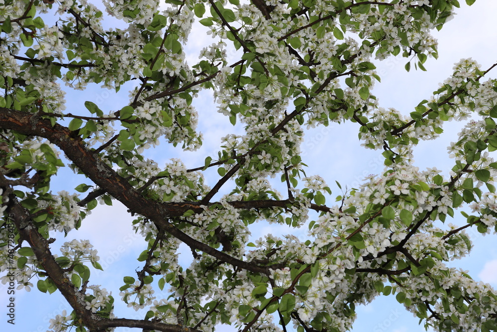 cherry blossoms on a blue sky background cherry blossoms on a blue sky background