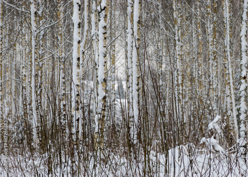 traditional winter landscape with snowy trees