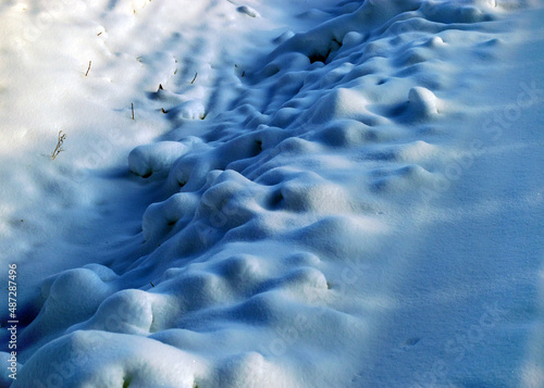 close-up view of snowy snowy plants, white snow covering the ground