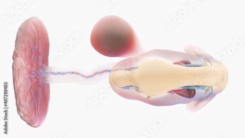 3d rendered medically accurate illustration of a human embryo anatomy - week 6