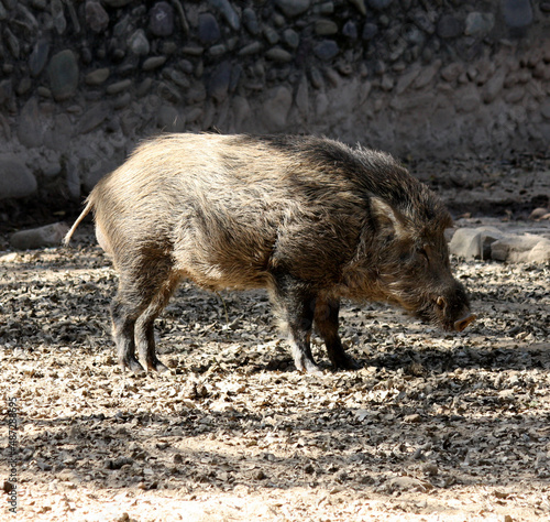  Indian boar (Sus scrofa cristatus) foraging and fighting in a zoo : (pix SShukla)
