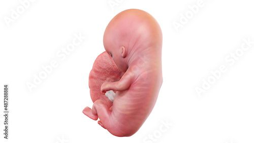 3d rendered medically accurate illustration of a human fetus - week 11 photo