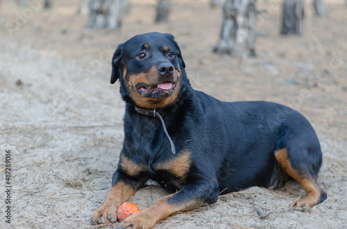 A big black dog lies on the sand with a toy.