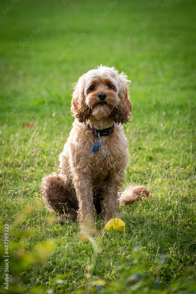Cavoodle sitting on grass in the sunset next to ball Cavoodle sitting on grass in the sunset next to ball