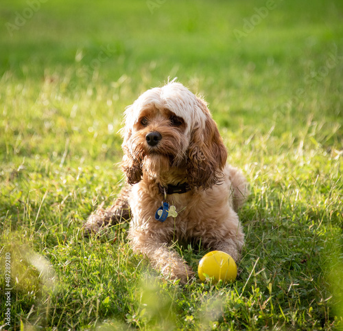 Cavoodle sitting on grass in the sunset next to ball