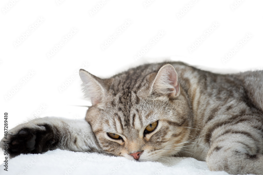 Cuty cat asleep over white floor isolated over white background with clipping path Cuty cat asleep over white floor isolated over white background with clipping path