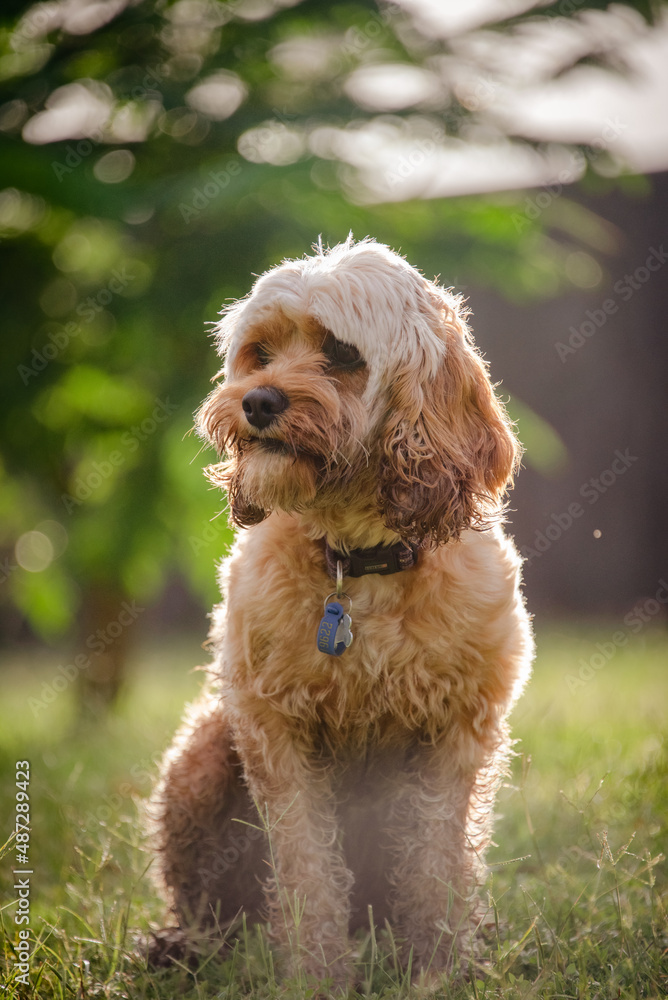 Cavoodle sitting on grass in the sunset Cavoodle sitting on grass in the sunset