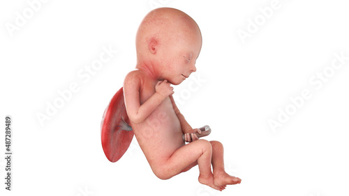 3d rendered medically accurate illustration of a human fetus - week 19 photo