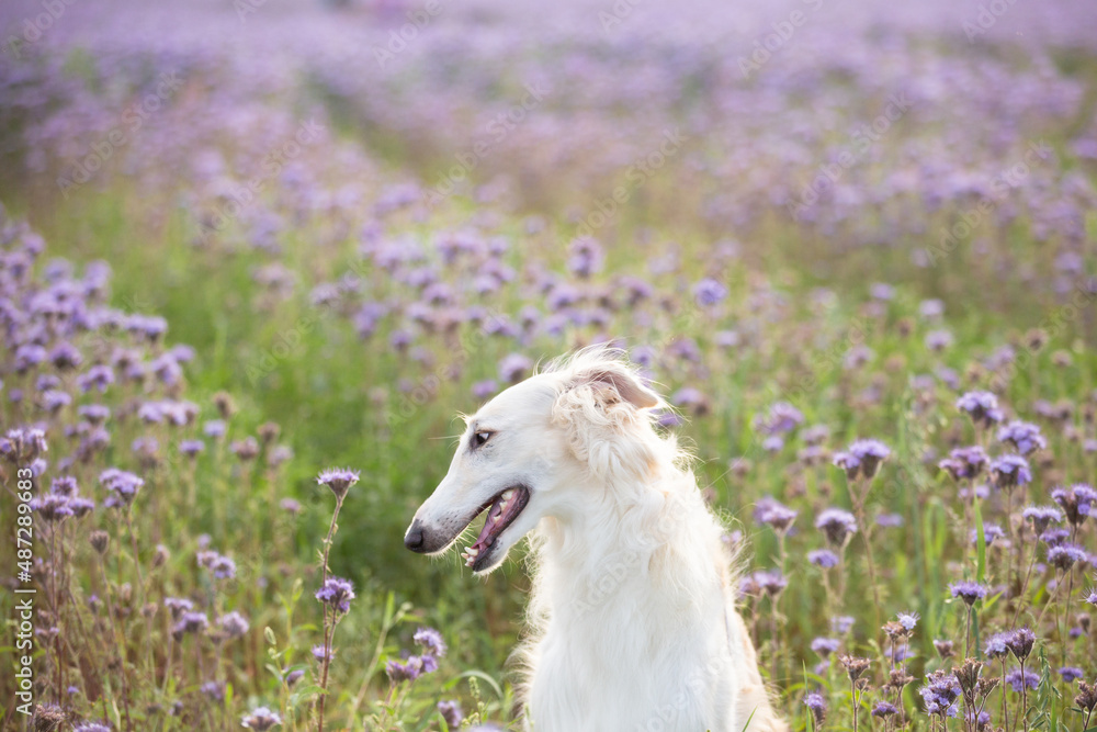 Funny and happy dog breed russian borzoi standing in the green grass and violet phacelia field in summer Funny and happy dog breed russian borzoi standing in the green grass and violet phacelia field in summer