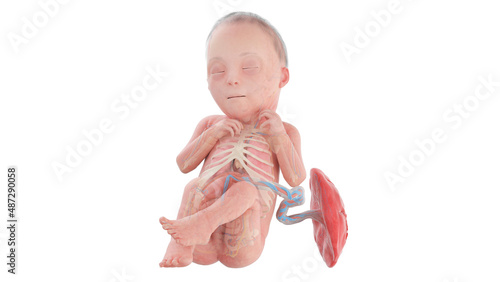 3d rendered medically accurate illustration of a human fetus anatomy - week 26 photo