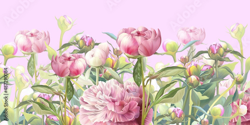 Delicate pink flowers illustration. Peonies painted on the pink background. Beautiful postcard, picture, mural, wallpaper, photo wallpaper, wedding invitation design.