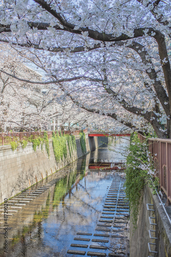 目黒川の桜