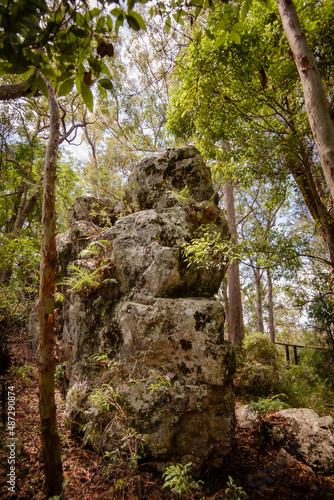 rock in the forest