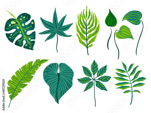 Tropical palm leaves vector set Jungle green plants