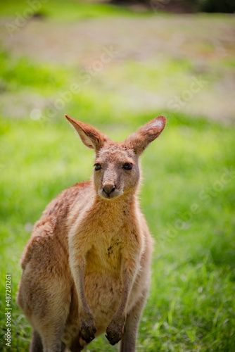 kangaroo in the grass