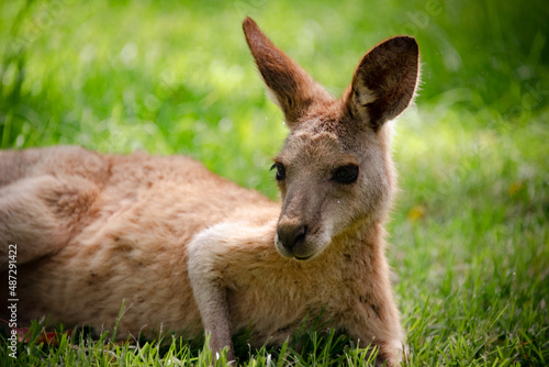 Fototapeta Naklejka Na Ścianę i Meble -  kangaroo in grass