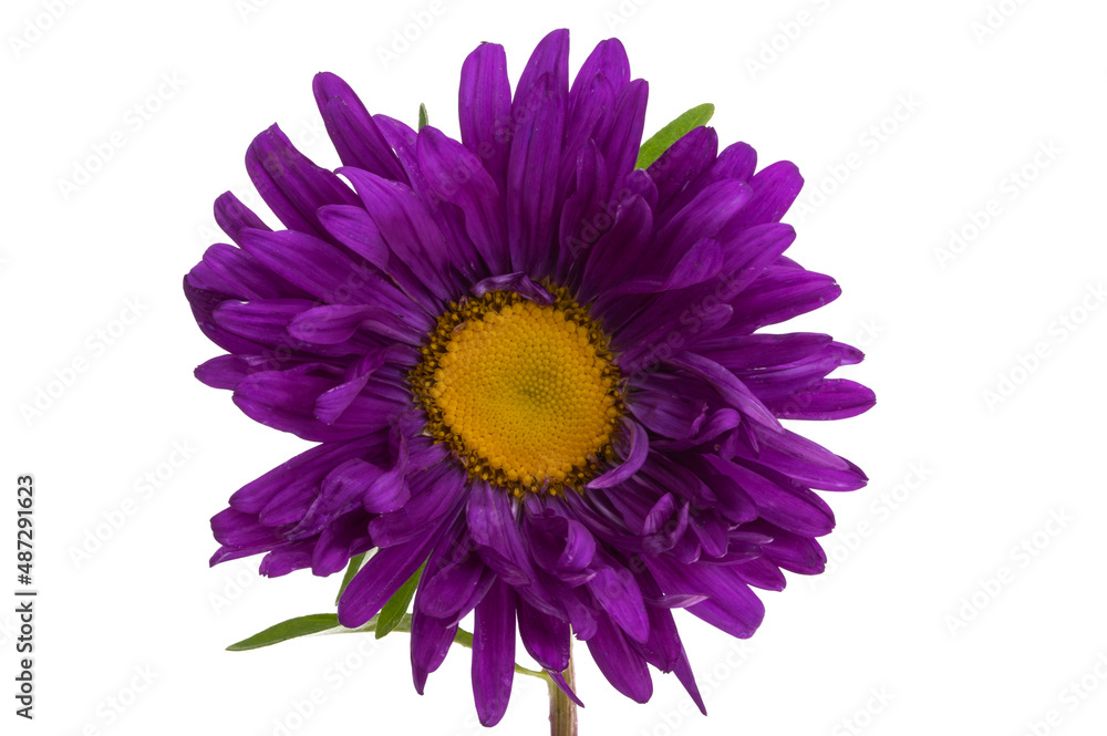 aster flower isolated aster flower isolated