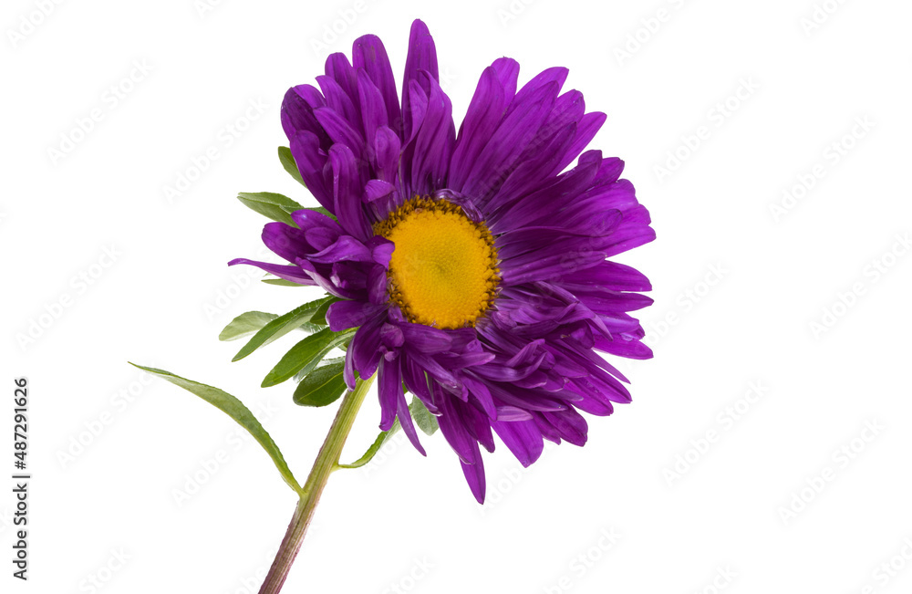 aster flower isolated aster flower isolated