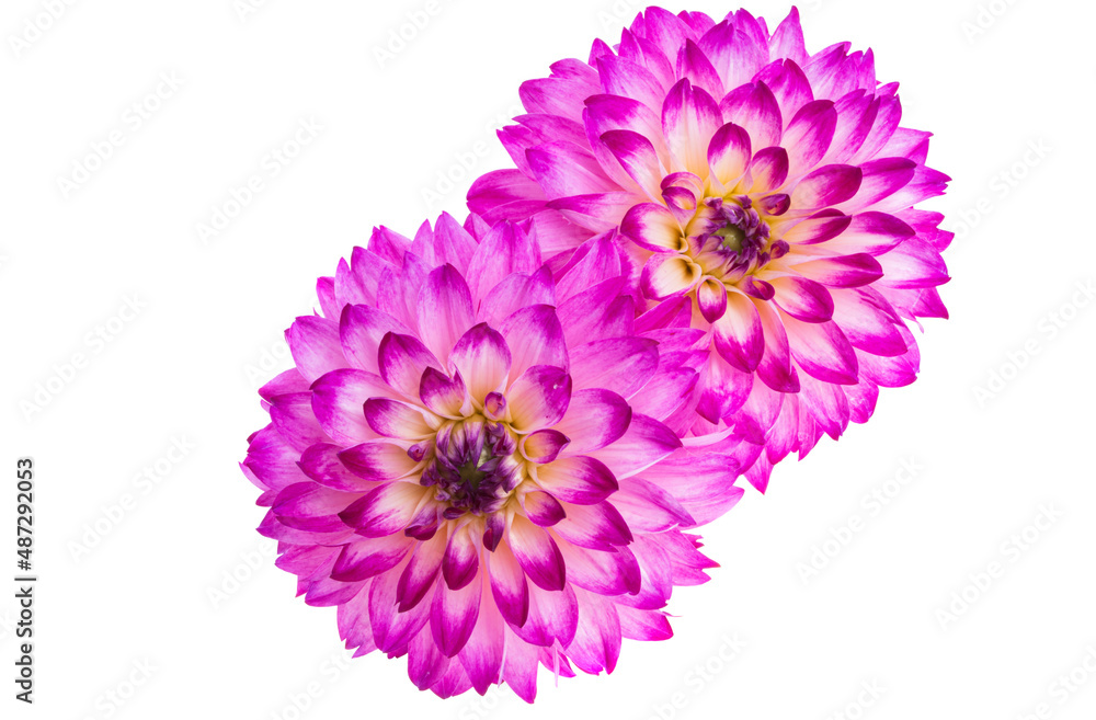 beautiful dahlia flower isolated beautiful dahlia flower isolated