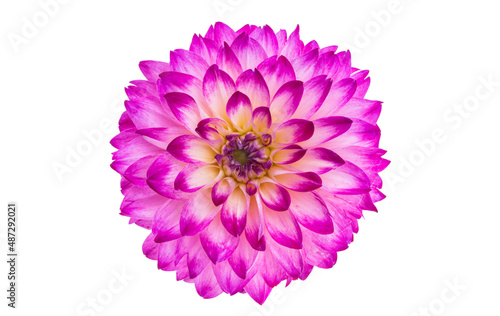 beautiful dahlia flower isolated