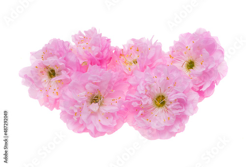 pink almond flowers isolated