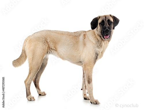 Kangal Shepherd Dog photo