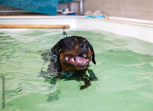 Konstfotografi young rottweiler and hydrotherapy