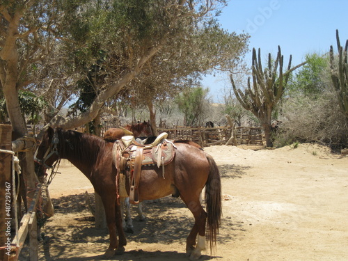 horse in the desert