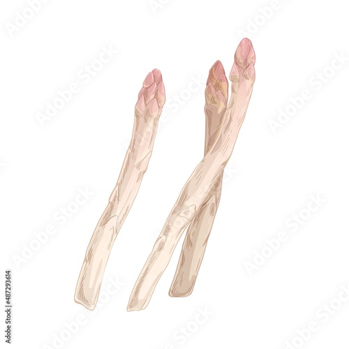 White asparagus stems. Sparrow grass sprouts composition. Vegan fresh food plant. Realistic detailed raw vegetarian sparrowgrass. Isolated hand-drawn vector illustration of vegetable