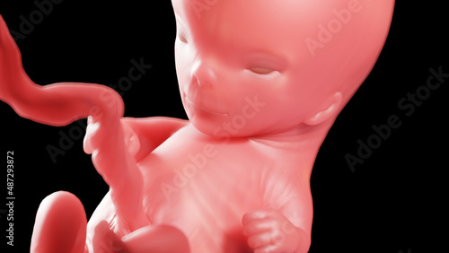 3d rendered illustration of a human fetus - week 11 photo