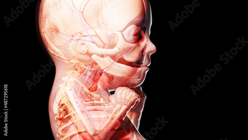 3d rendered illustration of a human fetus - week 26