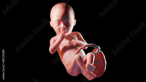 3d rendered illustration of a human fetus - week 28 photo