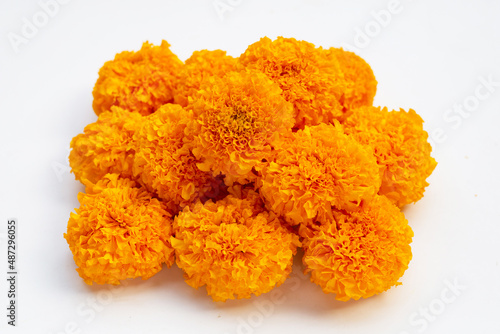 Marigold flowers on white background.