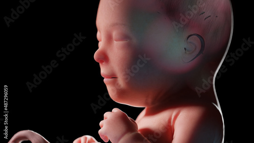 3d rendered illustration of a human fetus - week 30 photo