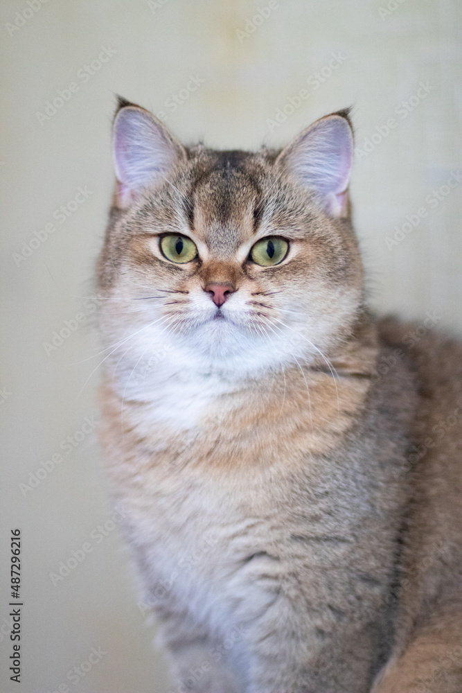 Green - eyed British Shorthair Golden Chinchilla NY25 with copyspace Green - eyed British Shorthair Golden Chinchilla NY25 with copyspace