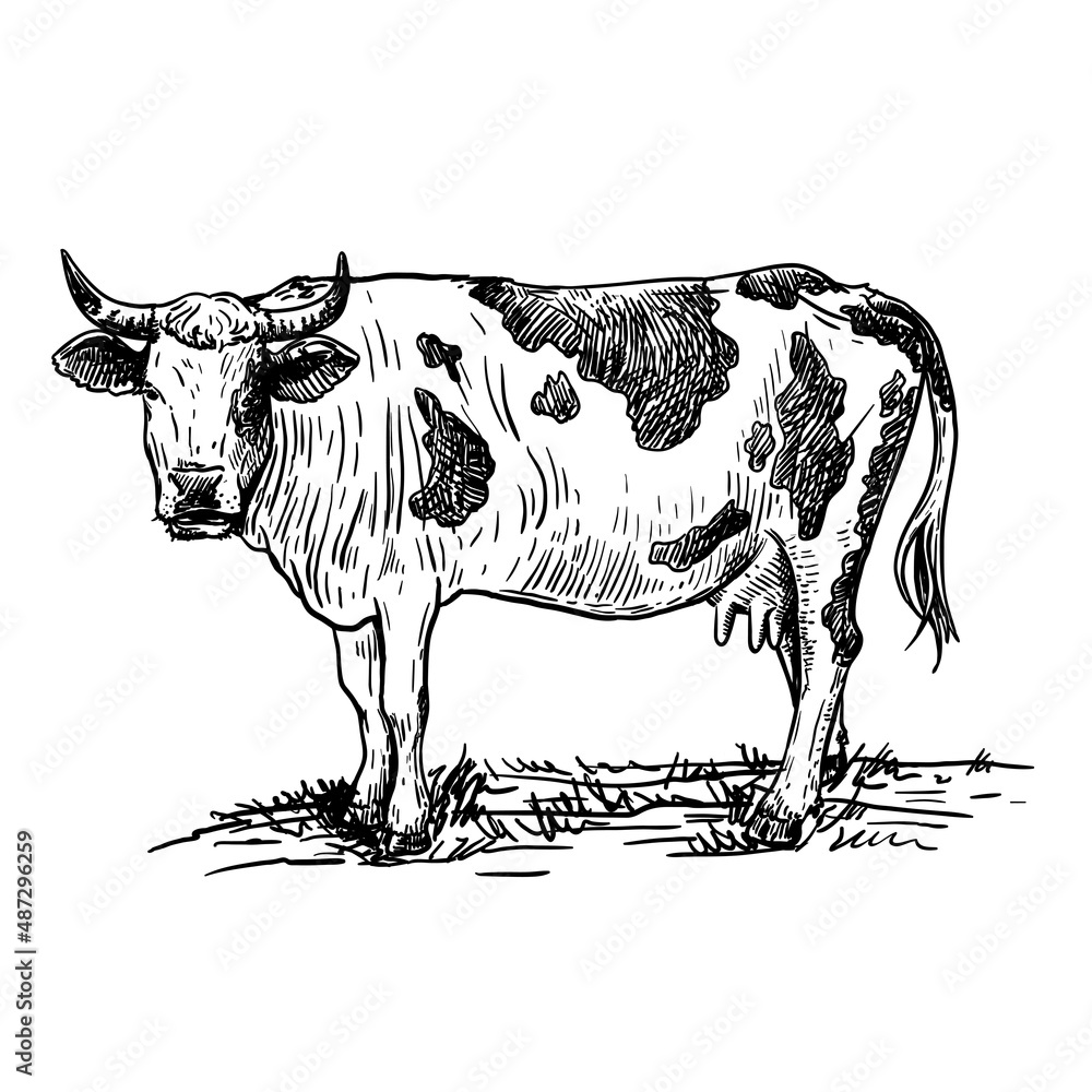 Fototapeta premium Isolated cow on white background, animal husbandry, handmade sketch.