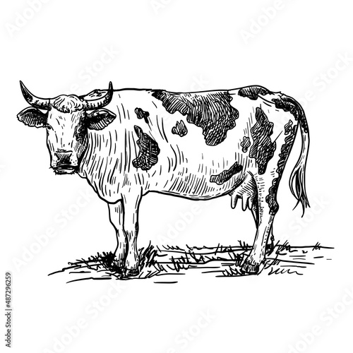 Isolated cow on white background, animal husbandry, handmade sketch.