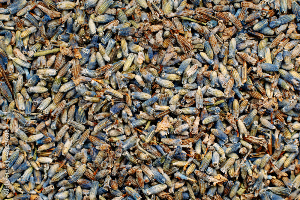 Dried lavender flowers close up Dried lavender flowers close up