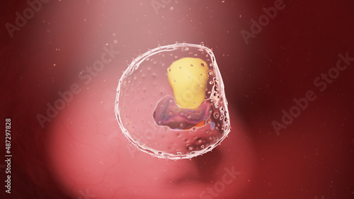 3d rendered illustration of a human embryo - week 3