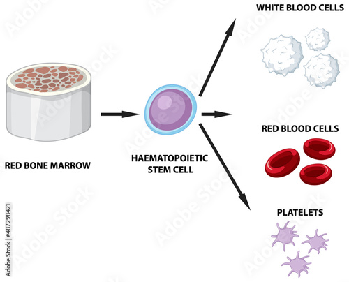 Type of human blood cells on white background