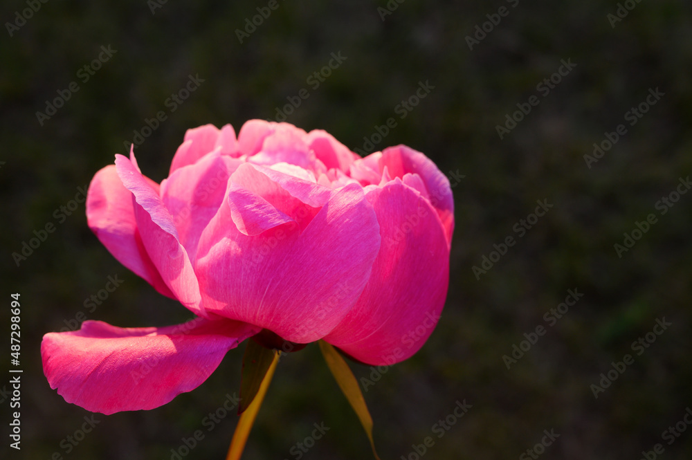 Pink peony on dark background. Front view