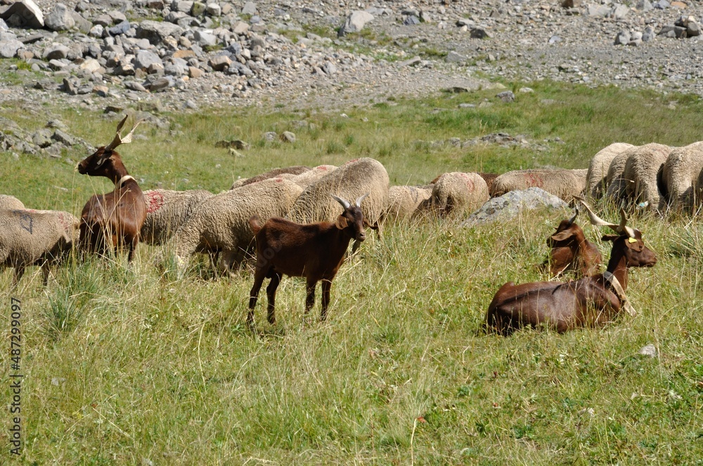 A Herd of sheep and goats in the Alps